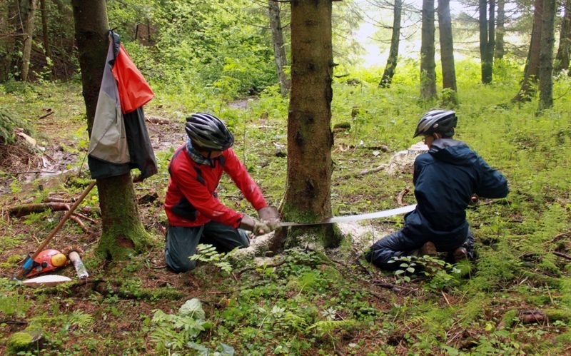 Jugendliche fällen im Forsteinsatz einen Baum